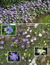 Stern anemonen set - set, mix