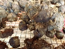 20 L Pferdeäpfel getrocknet abgelagert Gemüse Blumen Dünger Bio  Natur