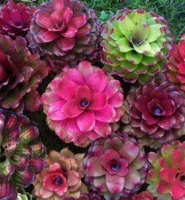 8000787 aeonium mix - 8000787,