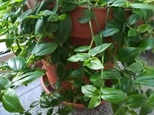 10x Gottesauge Weißblütig