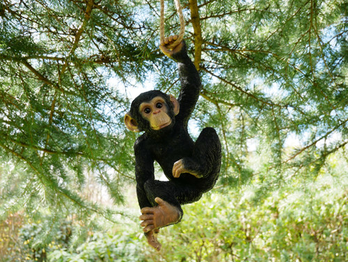Kletternder schimpanse affe - kletternder,