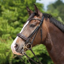 Kieffer Kandarenzaum Paris, braun, schwedisches Lackreithalfter, Stirnband gesch