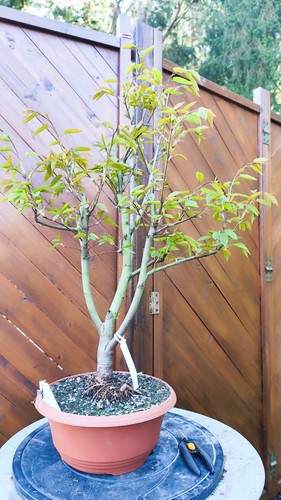 Amelanchier robin hill - robin, "