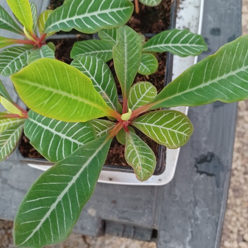 Zimmerpflanze spuckpalme - zimmerpflanze,