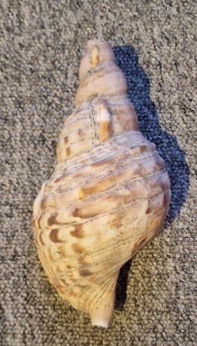 Große natürliche muschel - natürliche,