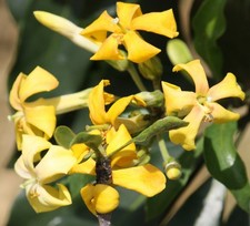Australische Plumeria /