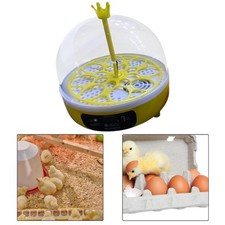 8 Clear Ei -Schlüpfen