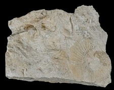 Ammonit in Solnhofener