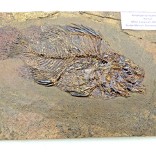 Eozän Fossil Fisch Amphiperca
