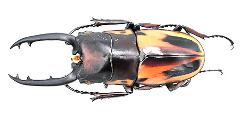 Lucanidae prosopocoilus - lucanidae,,