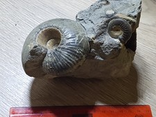 Fossilien ammoniten england - ammoniten,,