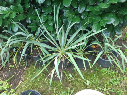Palmlilie yucca palme - yucca,