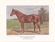 Trakehner Zuchthengst