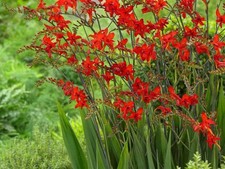 Montbretie Crocosmia Lucifer
