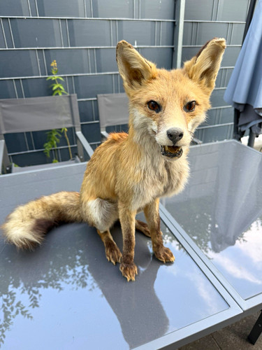 Fuchs ausgestopfter - fuchs,