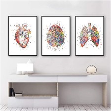 Anatomie Poster Set 3er