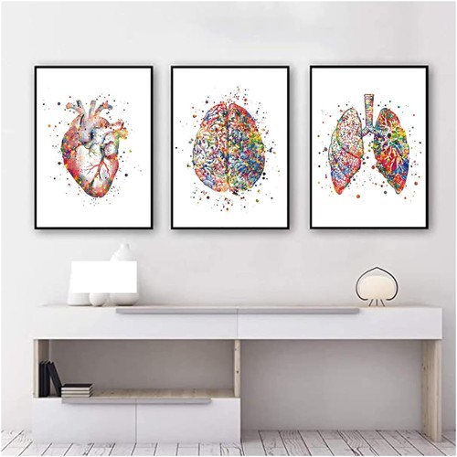 Anatomie poster set - poster, 3er