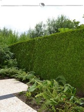 Lebensbaum thuja brabant - lebensbaum,