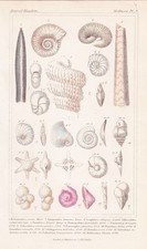 Belemniten Fossilien fossiles