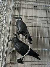 Möwenschreck Taubenschreck Krähe Rabe 