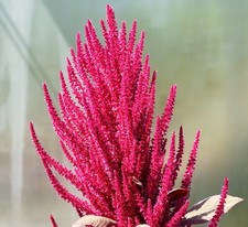 Gemüse-Amaranth Red Aztek - Kirschroter Fuchsschwanz - Amarant - 1000 Samen
