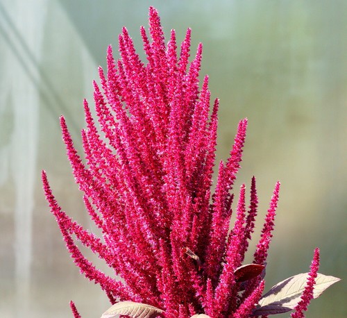 Gemüse amaranth red aztek - red,