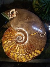 Fossilien, Sammlung, Ammonit,USA,South Dakota