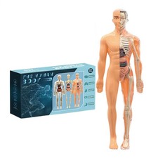 Anatomischer menschlicher Torso Körpermodell Anatomie Inneres Organ menschliche