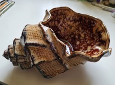 Schale Deko Muschel Keramik