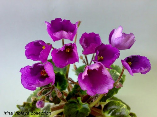 Mikinda girl african violet - mikinda,