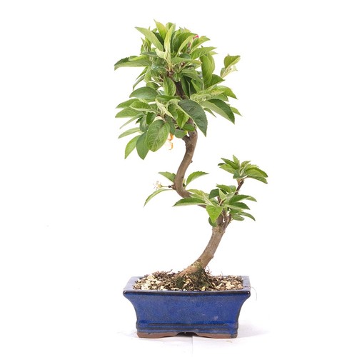 Bonsai zierapfel malus spec - 'malus, spec.'