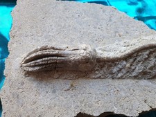 Herrliche Encrinus liliformis