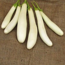 PS 12XTG Aubergine white Halflange Seeds Zaden Samen Stück 15