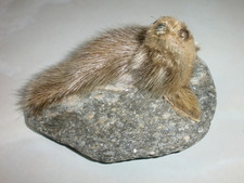 EIN ALTES KLEINES ECHTFELL