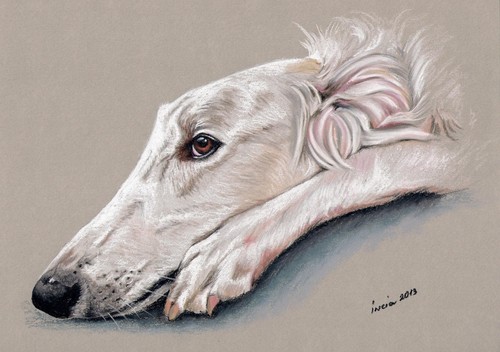 Windhund levrier barsoi - *,