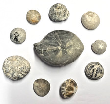 Seeigel Fossilien 10