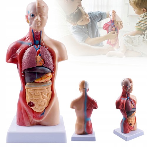 Human torso anatomie modell - torso,