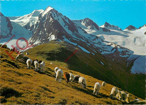 Ansichtskarte bergschafe auf - bergschafe,