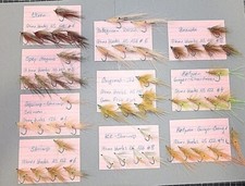 Meerforellen Fliegen