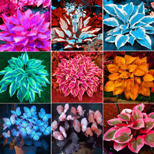 100 Stück/Packung lila weiß