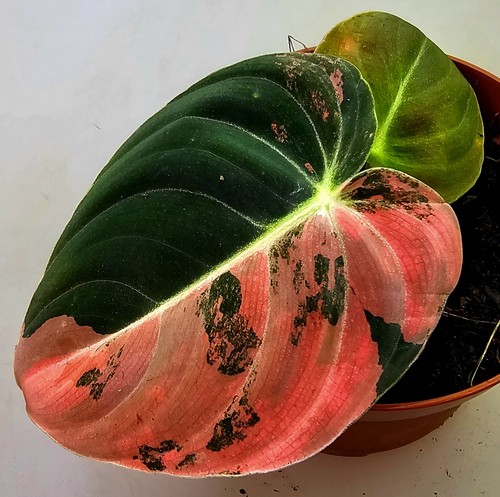 Philodendron melanochrysum - philodendron,