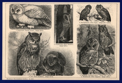 Druck anno 1896 eulen vögel - -,