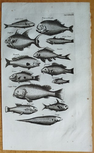 Fische piranha - fische,