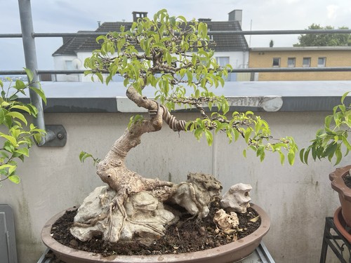 Bonsai ficus benjamin auf - ficus,