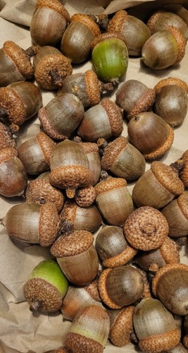 Eicheln alle mit hütchen - eicheln,