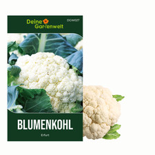 Blumenkohl Erfurt Samen -