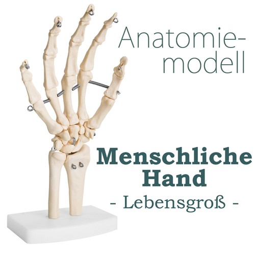 Anatomie lehrmodell - anatomie,
