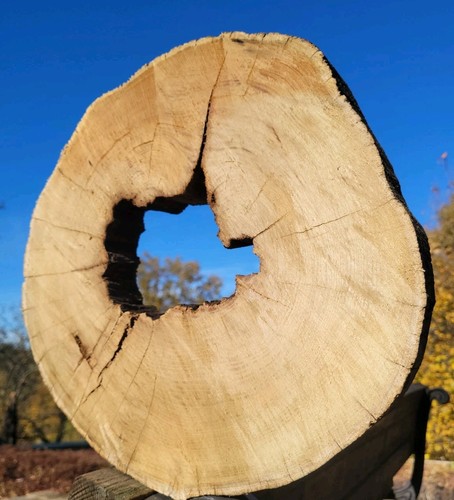 Baumscheibe holzscheibe - baumscheibe,