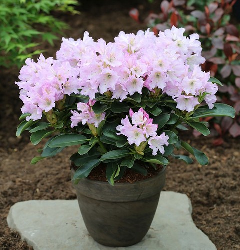 Großblumige rhododendron - großblumige,