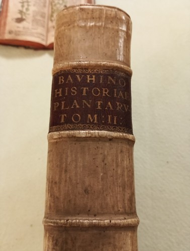 Bauhin kräuterbuch mathioli - kräuterbuch, "mathioli